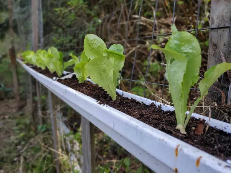 Gutter Gardens