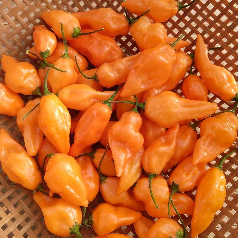 Habanero