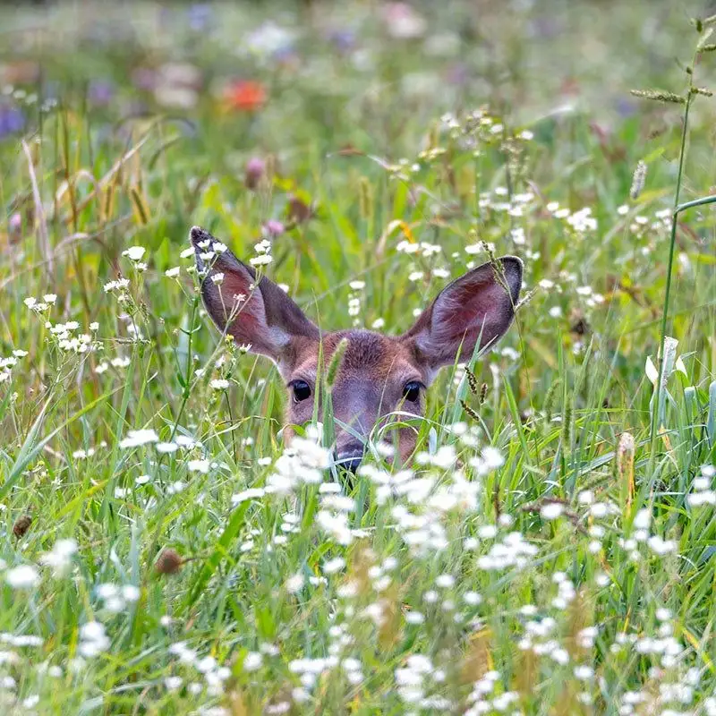 Habitat for Wildlife
