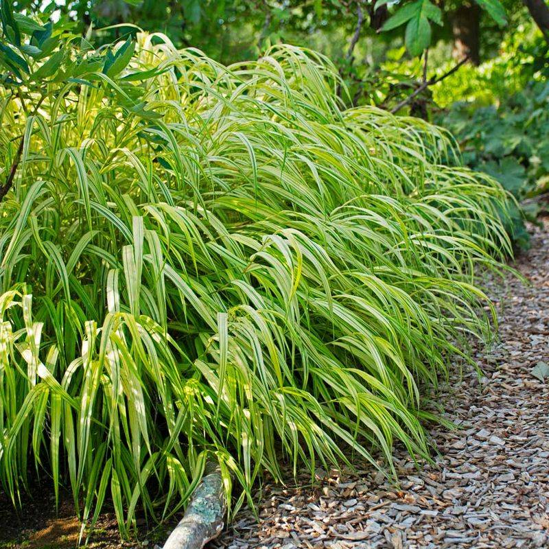 Hakonechloa macra