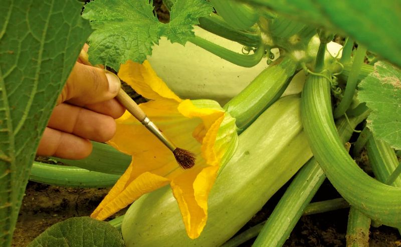 Hand Pollination Technique