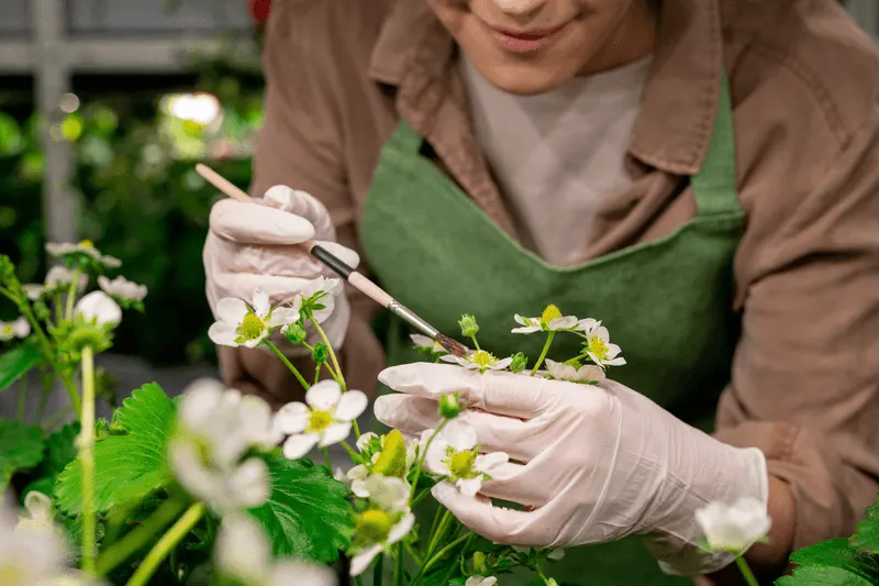 Hand Pollination
