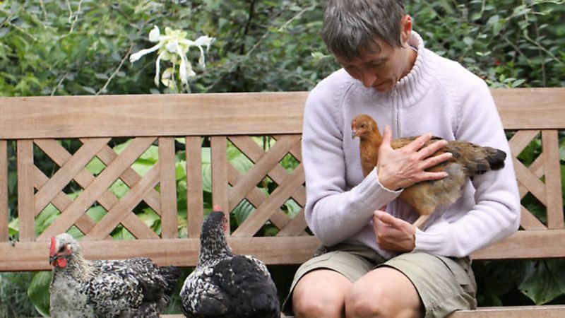 Handling and Taming Chickens