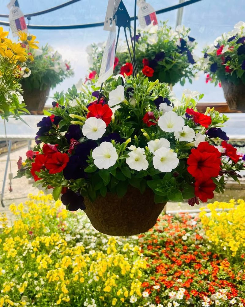 Hanging Basket Extravaganza