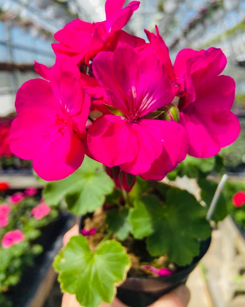 Hardy Geranium