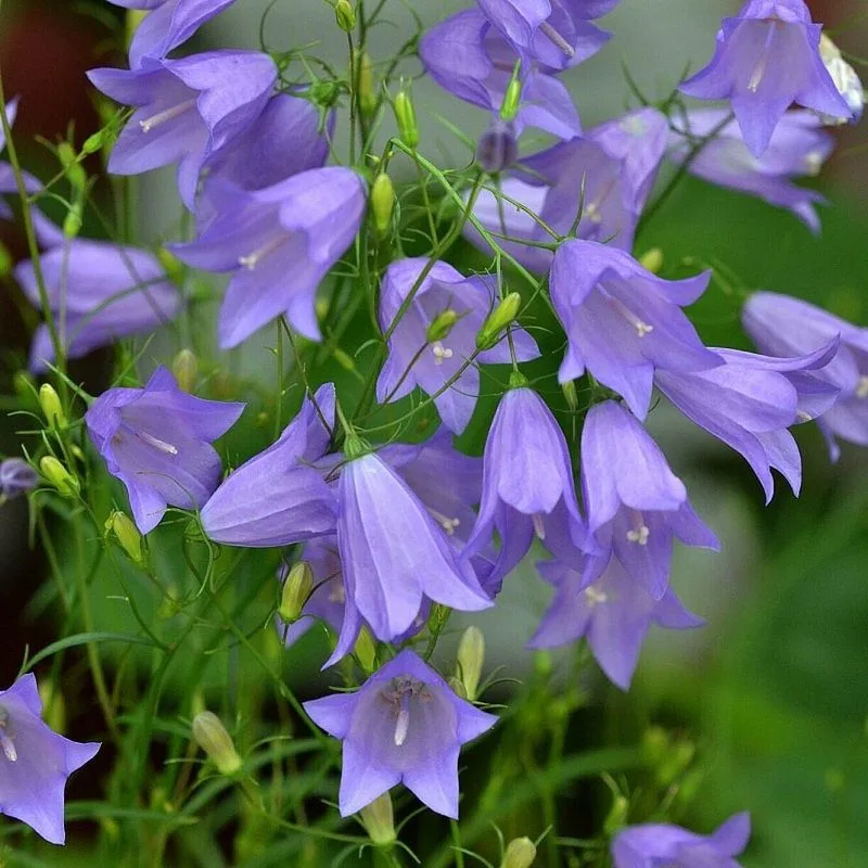 Harebell