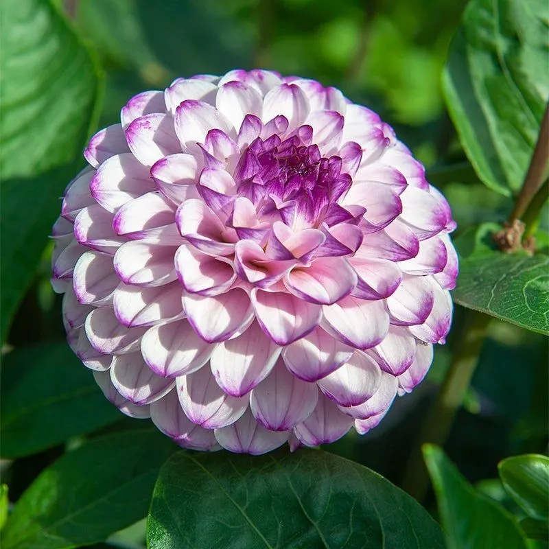 Harmonic Petals