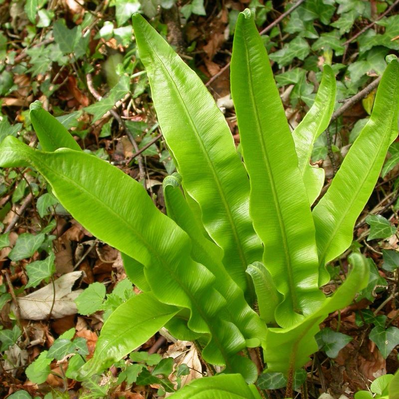 Hart's Tongue Fern