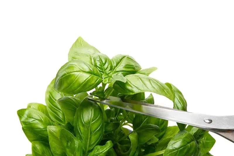 Harvest Basil Frequently
