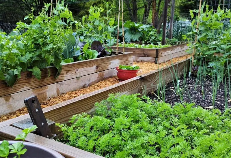 Harvest Regularly to Encourage Growth