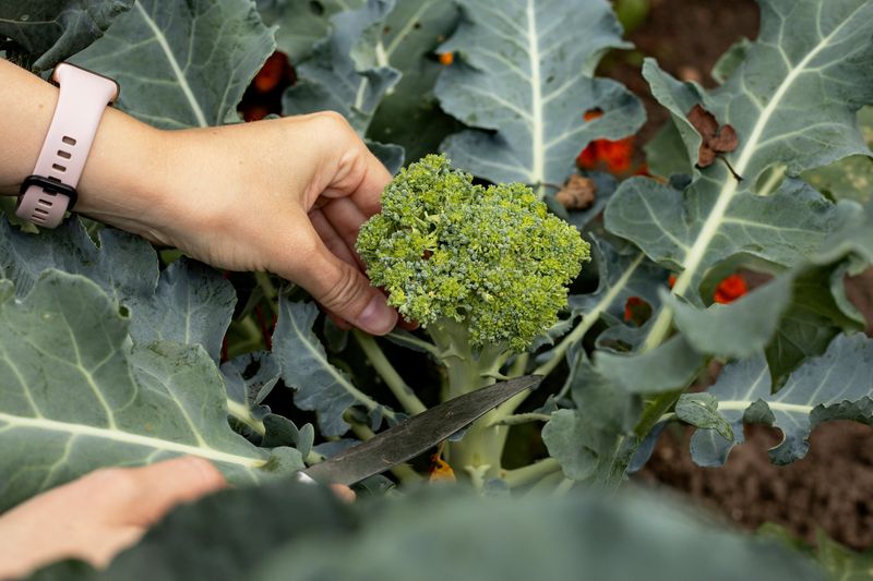 Harvest Timing