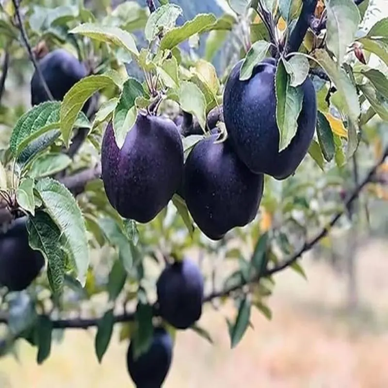 Harvest at the Right Time