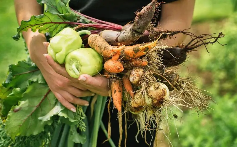 Harvest at the Right Time