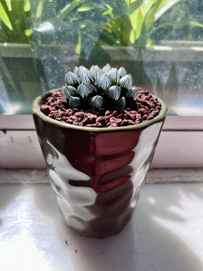 Haworthia