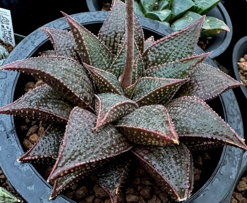 Haworthia