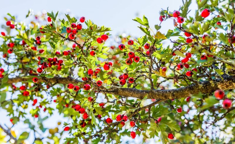 Hawthorn Tree