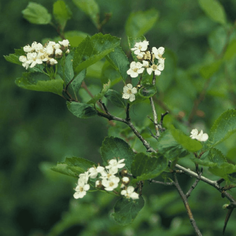 Hawthorn