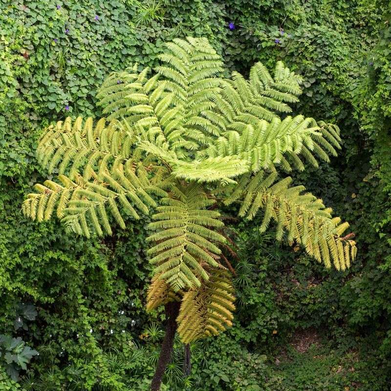 Hay-Scented Fern