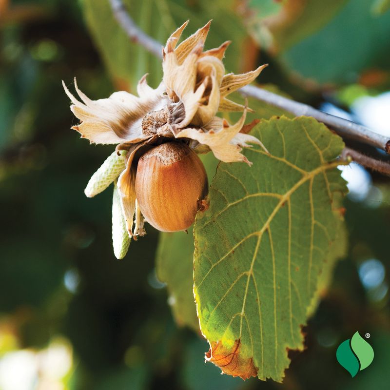 Hazelnut Tree