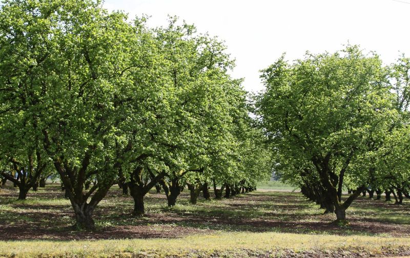 Hazelnut Tree