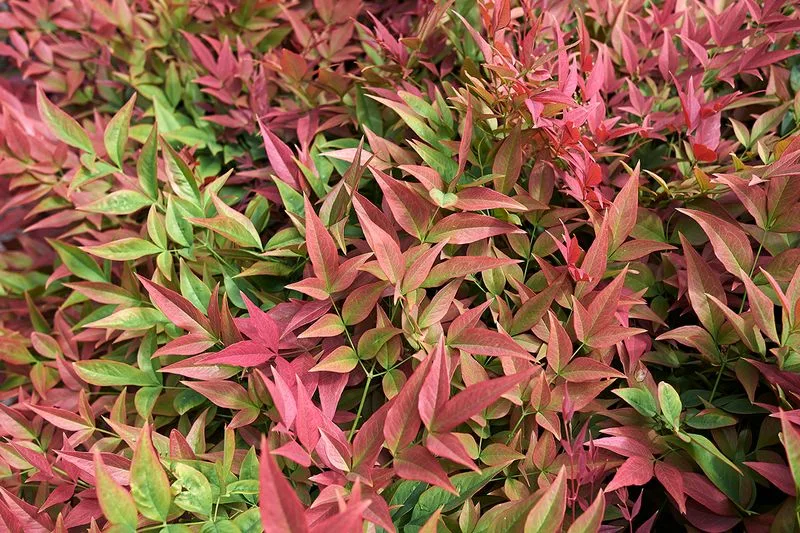 Heavenly Bamboo (Nandina domestica)
