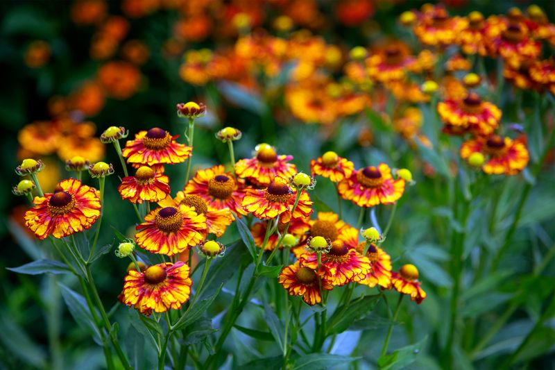 Helenium