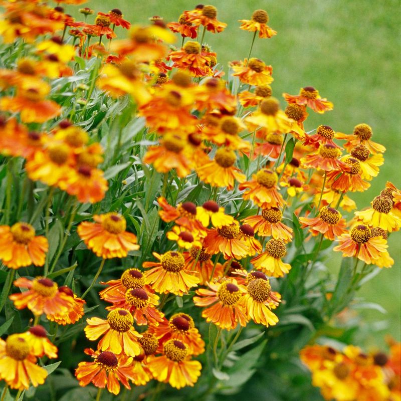 Helenium