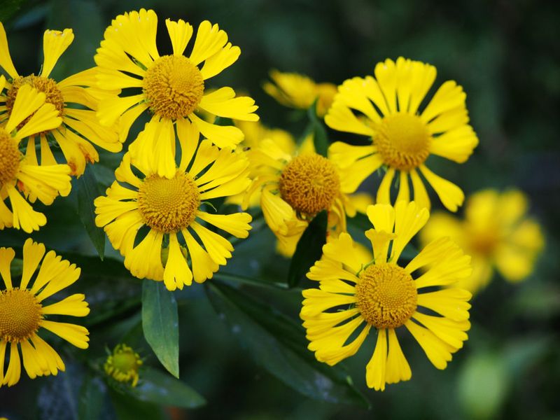 Helenium (Sneezeweed)