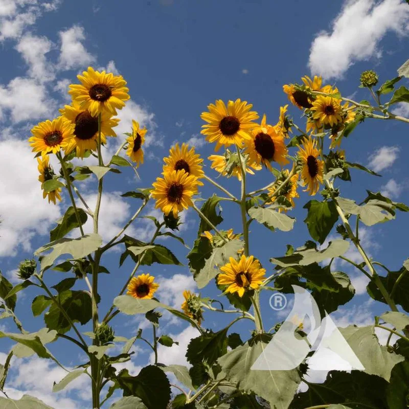 Helianthus