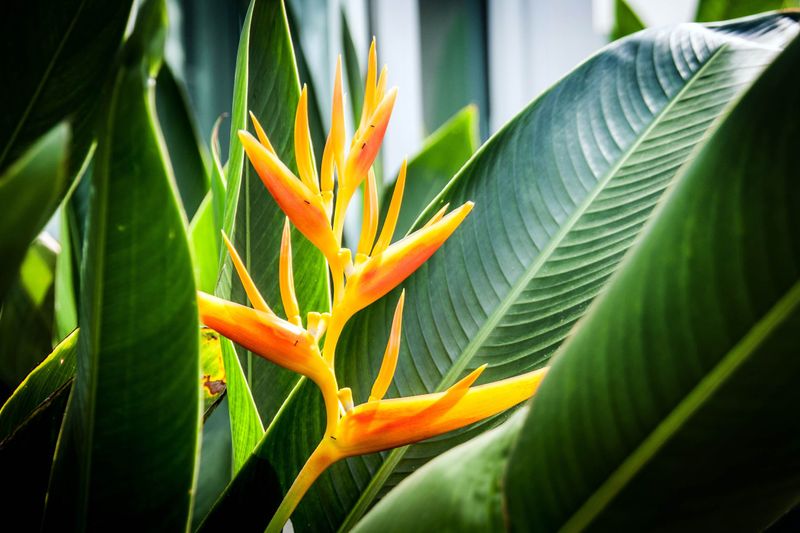 Heliconia