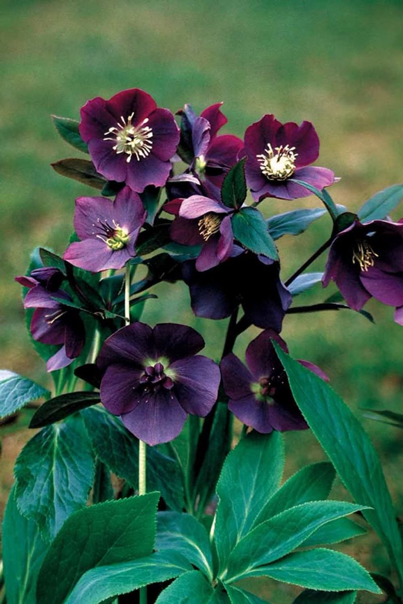 Hellebore