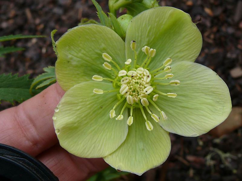 Hellebore