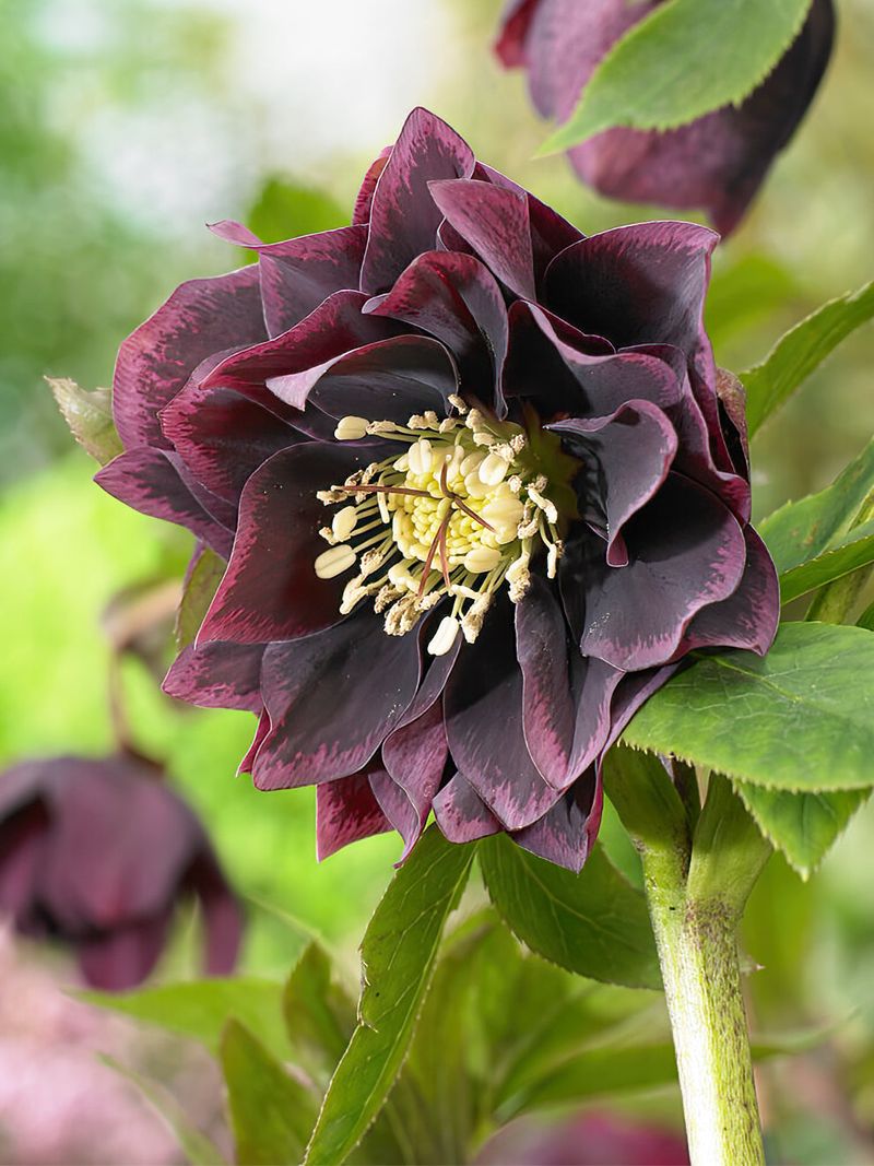 Hellebore