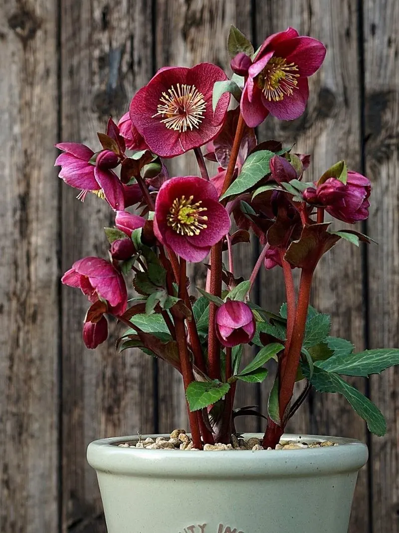 Hellebore