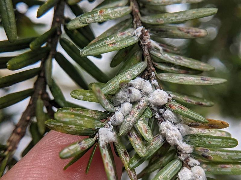 Hemlock Woolly Adelgid