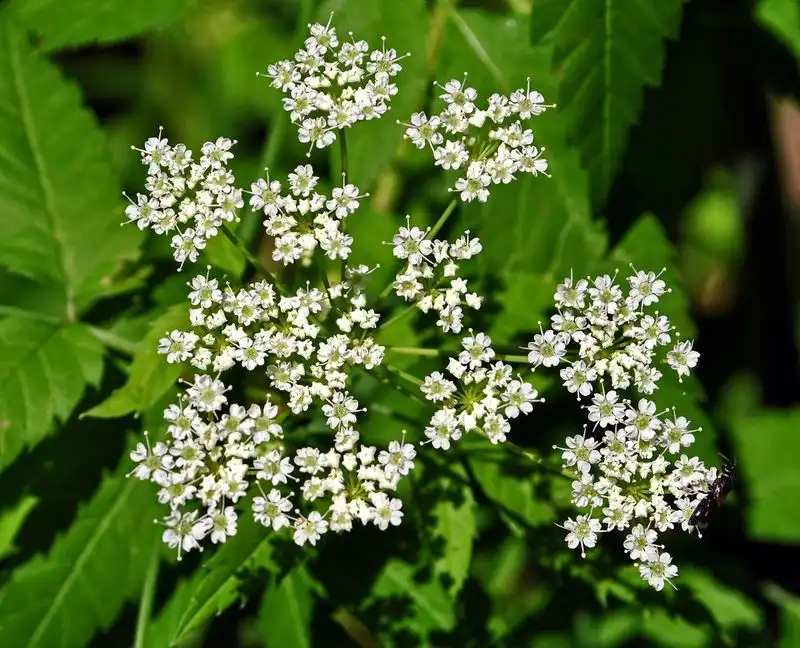Hemlock