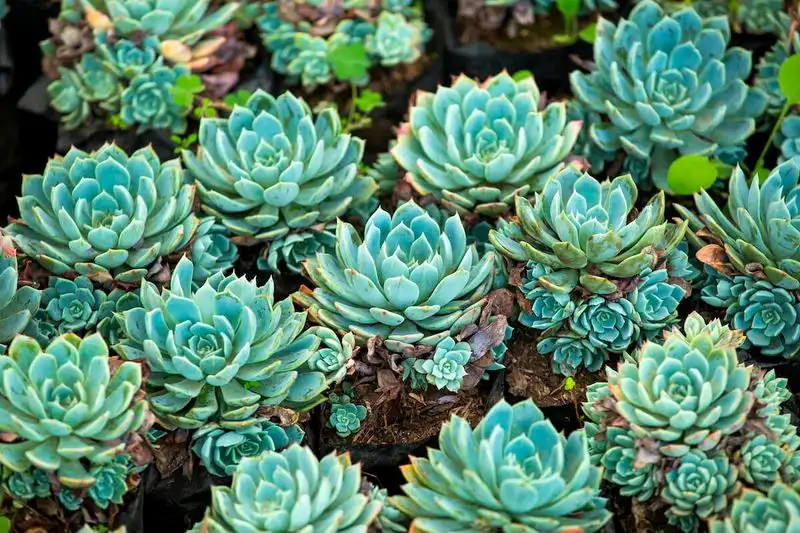 Hens and Chicks