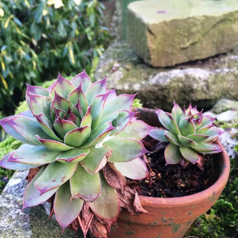 Hens and Chicks