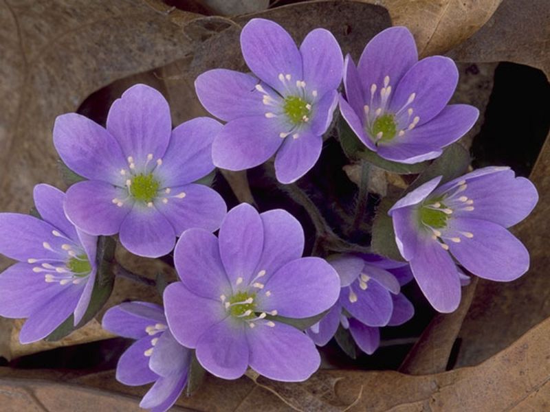 Hepatica