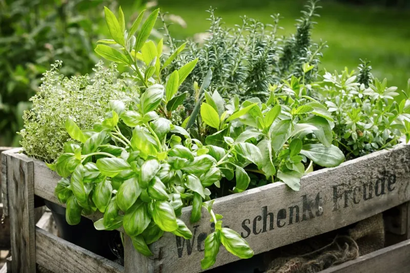 Herb Garden