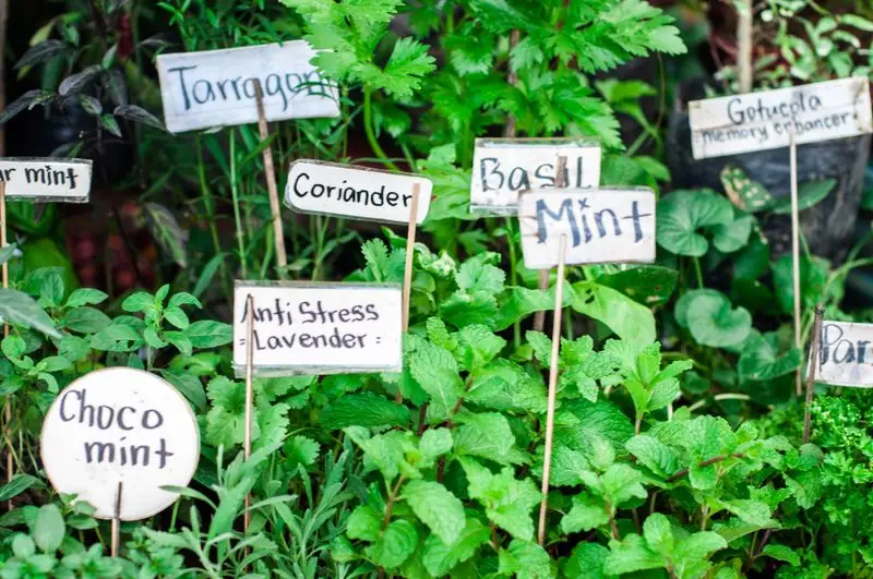 Herbs