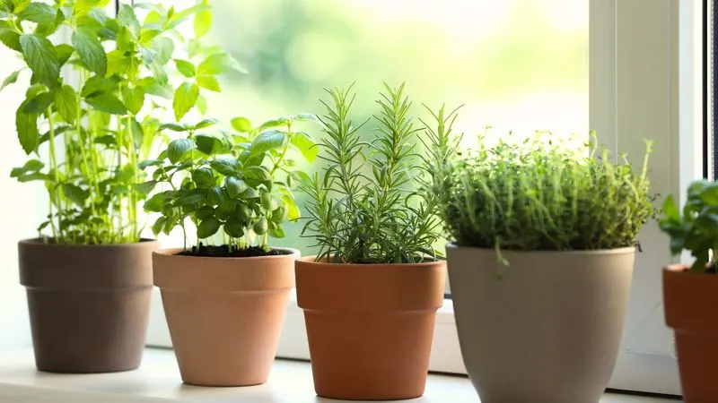 Herbs (Basil, Mint, Rosemary)