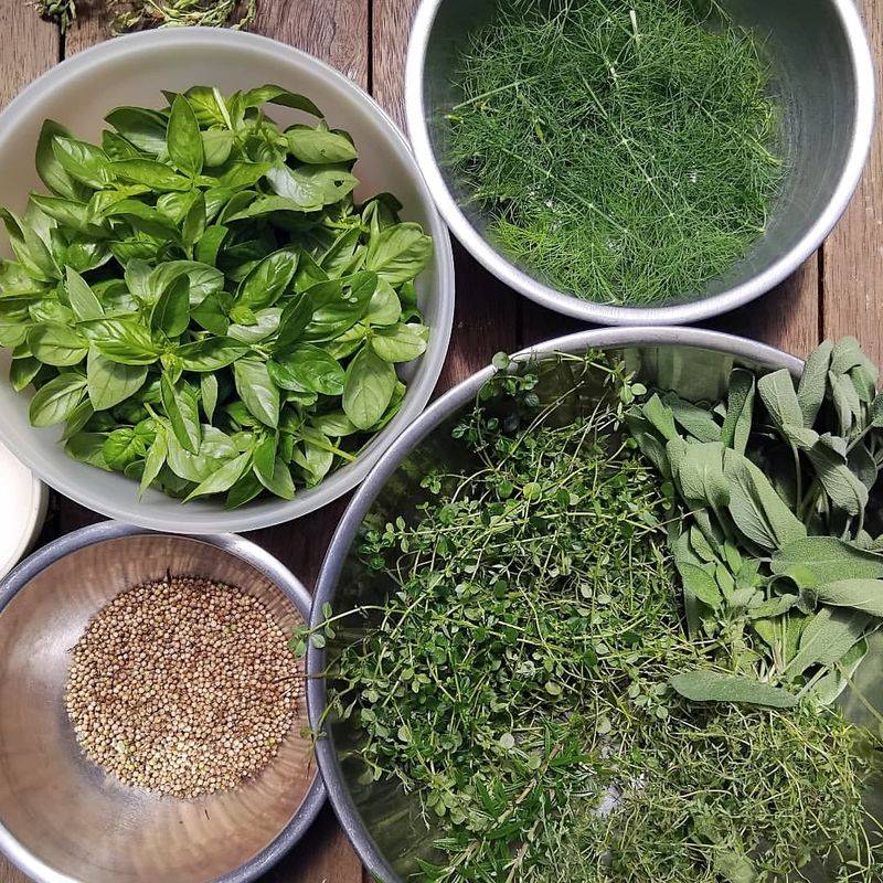 Herbs (Basil, Rosemary, Thyme)