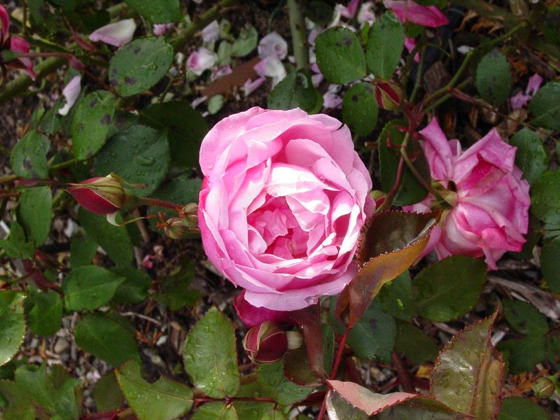 Heritage Roses