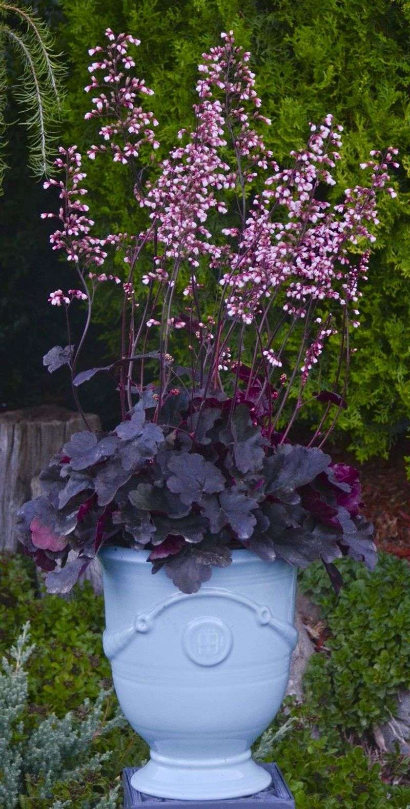 Heuchera