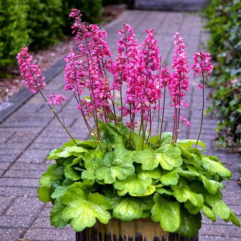 Heuchera