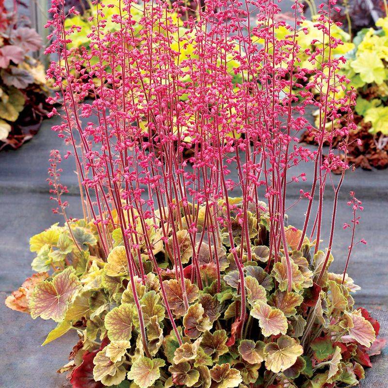 Heuchera