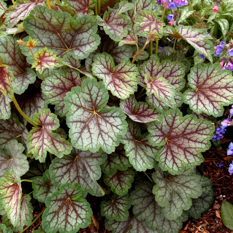 Heuchera