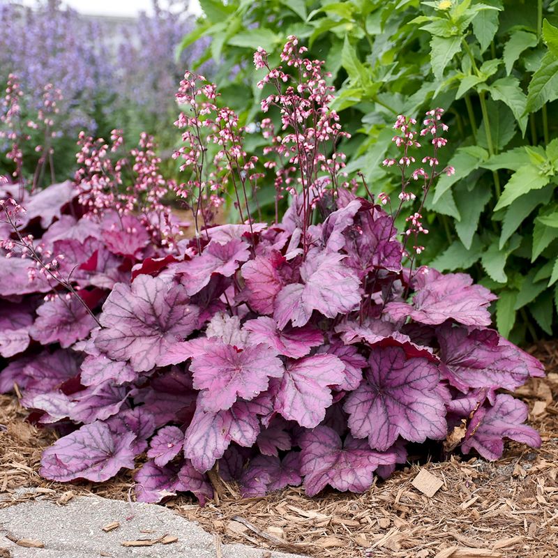 Heuchera