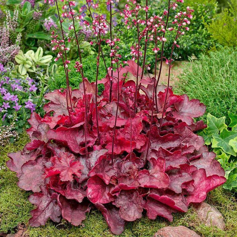 Heuchera (Coral Bells)